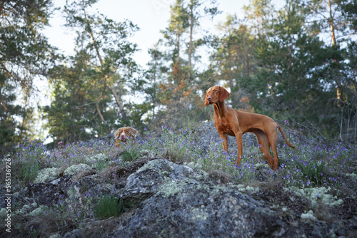 Hungarian Vizsla in the forest at sunset. Dog in nature. Hiking with a pet in woods