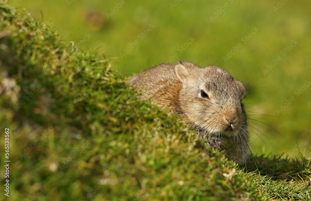 Rabbit, Hermaness NNR,Unst,Shetland Islands, Scotland, United Kingdom Rabbit, Hermaness NNR,Unst,Shetland Islands, Scotland, United Kingdom