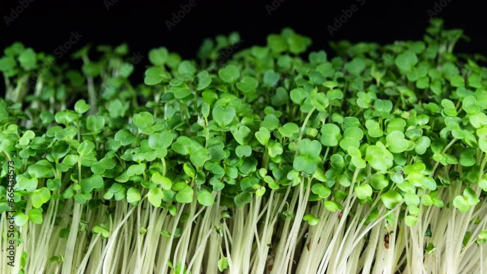 Mircogreens Arugula from Seeds to Salad Seedling in Time Lapse Growth. Green Grass. Dew on the Grass. Germinated Arugula Seeds as Healthy Micro Greens. Seedling Plants for Vegans Mircogreens Arugula from Seeds to Salad Seedling in Time Lapse Growth. Green Grass. Dew on the Grass. Germinated Arugula Seeds as Healthy Micro Greens. Seedling Plants for Vegans