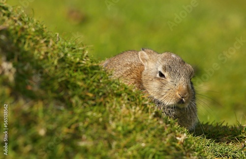 Rabbit, Hermaness NNR,Unst,Shetland Islands, Scotland, United Kingdom
