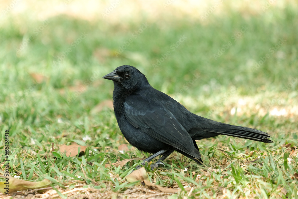 Close up black bird standing on the ground and watching around. Selective focus. Open space area. Close up black bird standing on the ground and watching around. Selective focus. Open space area.