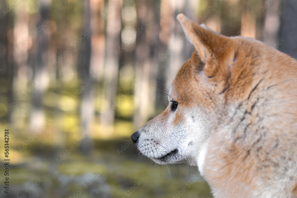 Shiba inu dog head portrait in the forest