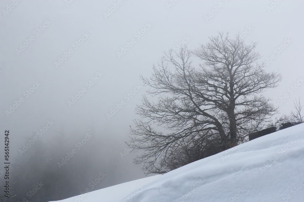 Winter landscape with a solitary tree in fog and snow Winter landscape with a solitary tree in fog and snow