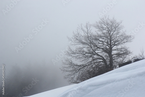 Winter landscape with a solitary tree in fog and snow