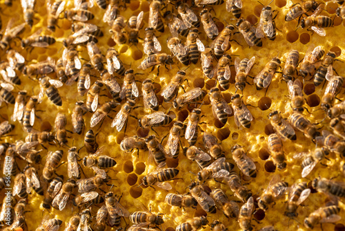 Bees in motion work on a frame with honeycombs. Insects that work for the production of honey.