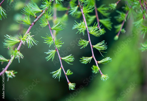 Fresh  larch tree neddles  in Japanese garden of Wroclaw photo