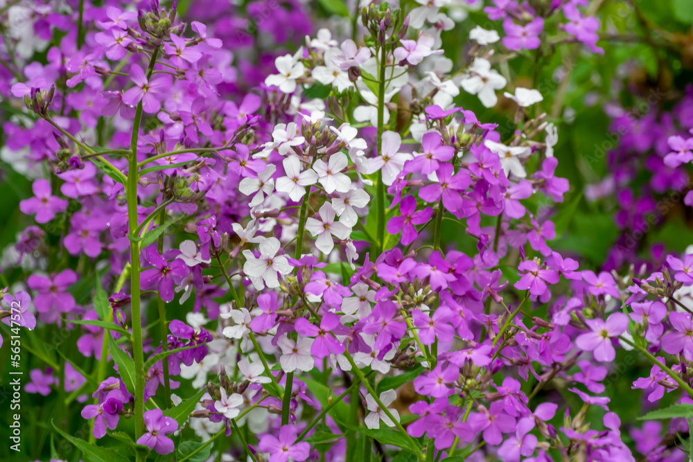 Dame's Rocket Growing Wild  Along The Trail In Spring