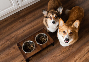Welsh corgi Pembroke dog waiting for food
