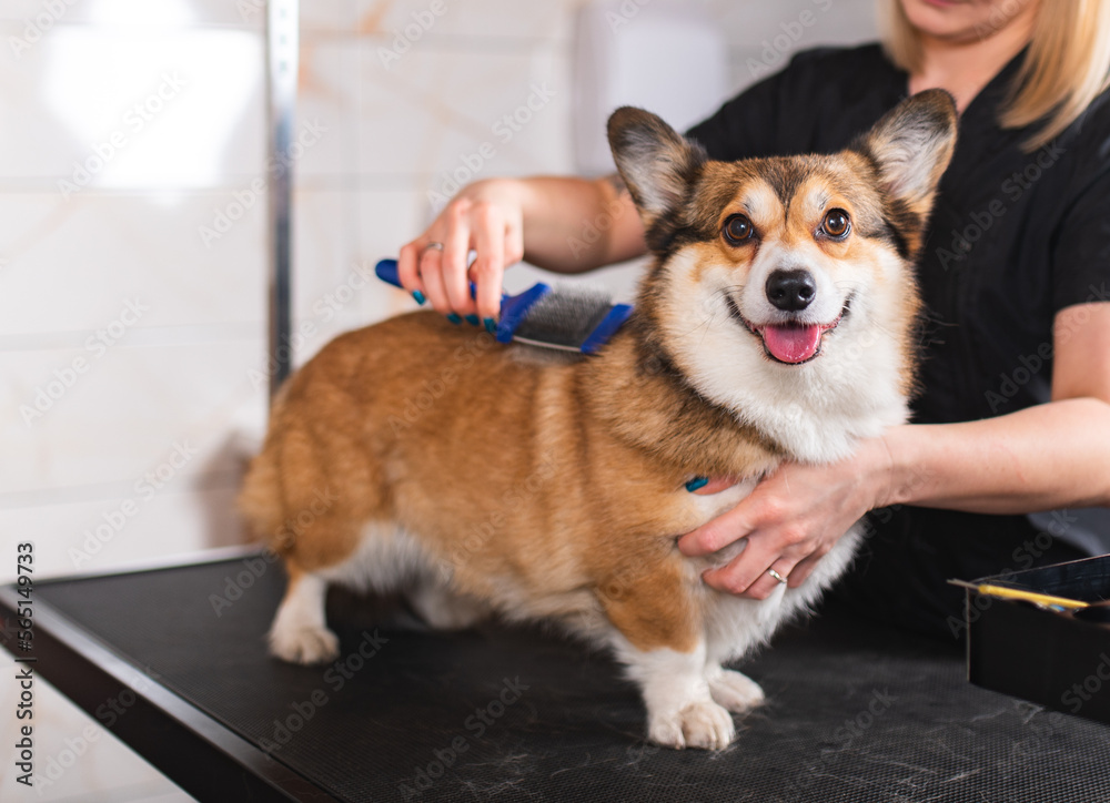 Welsh corgi Pembroke being groomed at the pet grooming spa