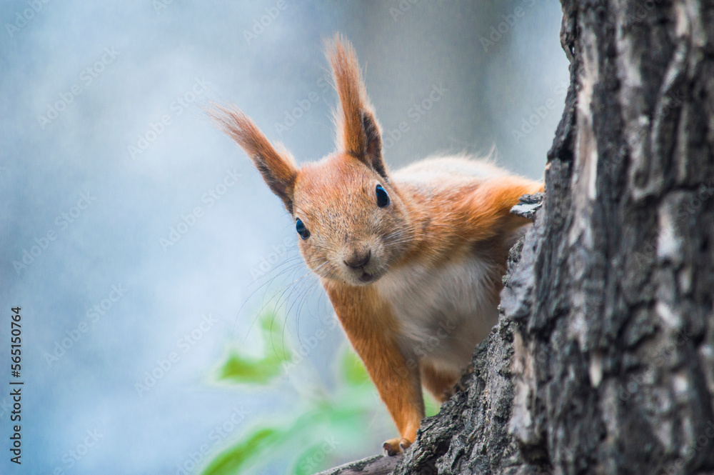 squirrel on a tree squirrel on a tree