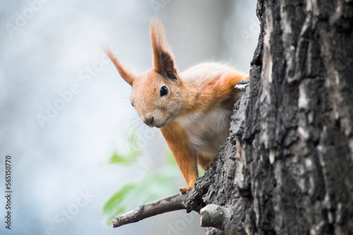 squirrel on a tree © dezmonth
