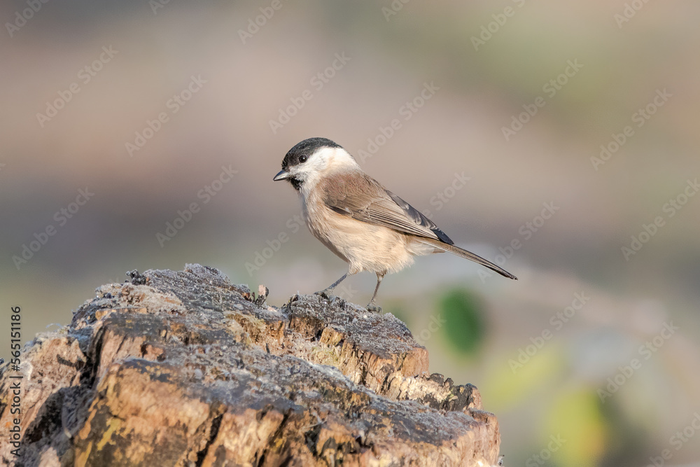 Marsh Tit sitting on a tree stump Marsh Tit sitting on a tree stump