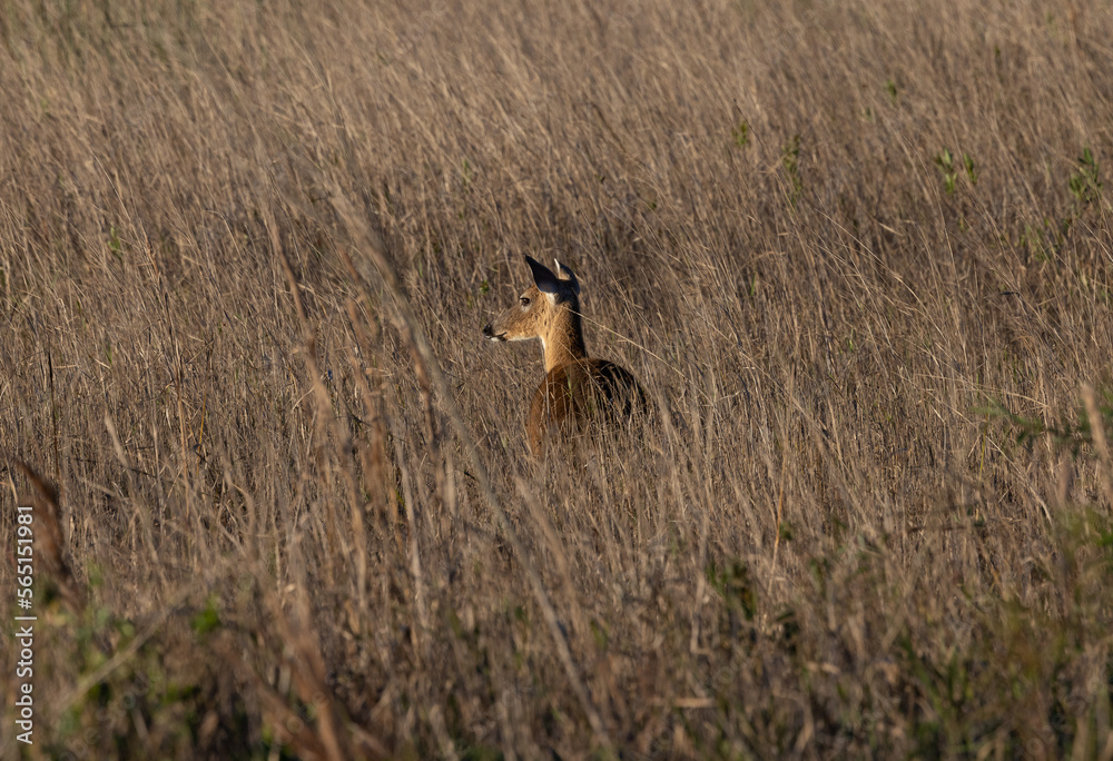 whitetail in the grass whitetail in the grass