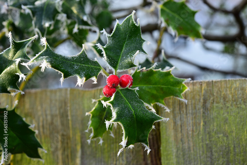 Frosty green Holly Bush leaves with a cluster of vibrant red berries.