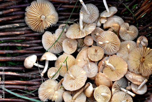 Mushroom Mousseron with beige and brown strips. Forest Harvest Autumn Harvest Atmosphere - Stock image