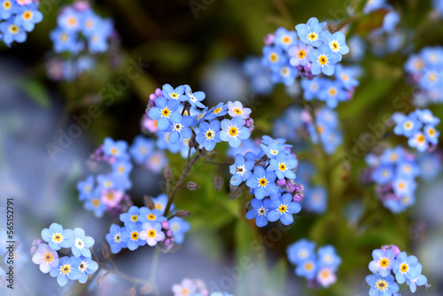 Myosothis blue flowers wallpaper macro horizontal photo card flower wild. photo