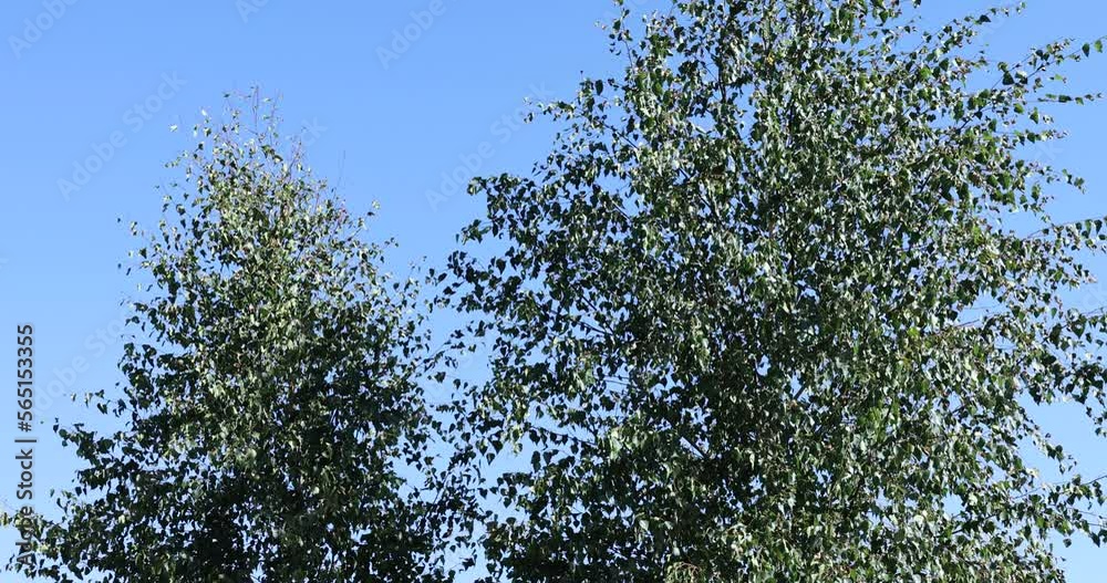 Birch trees in summer in sunny weather, a beautiful birch tree in windy weather Birch trees in summer in sunny weather, a beautiful birch tree in windy weather