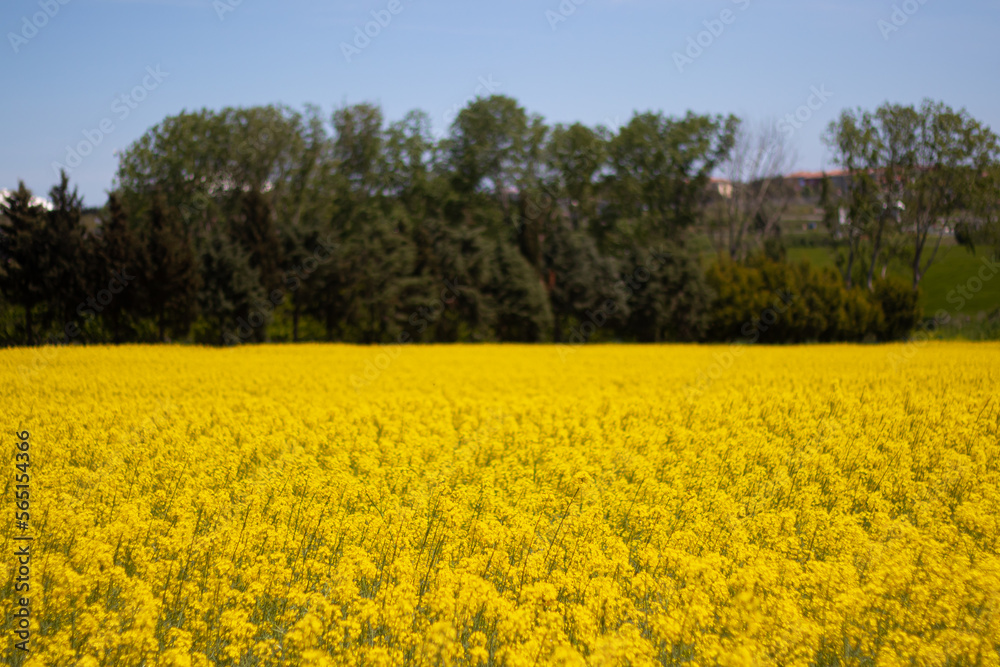 A yellow blooming canola field. No people.