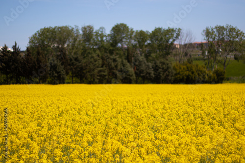 A yellow blooming canola field. No people.
