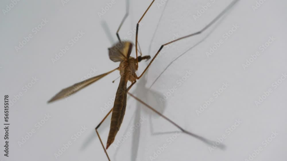 Close up of a mosquito in 4k slow motion 60fps Close up of a mosquito in 4k slow motion 60fps