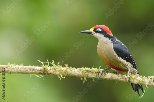 Black-cheeked woodpecker (Melanerpes pucherani), Costa Rica