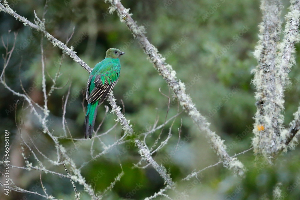 Crested quetza (Pharomachrus antisianus), Costa Rica Crested quetza (Pharomachrus antisianus), Costa Rica