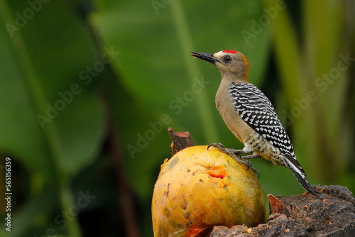 Red-crowned woodpecker (Melanerpes rubricapillus), Costa Rica photo