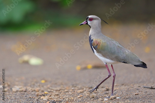 Southern lapwing, Vanellus chilensis, Costa Rica photo