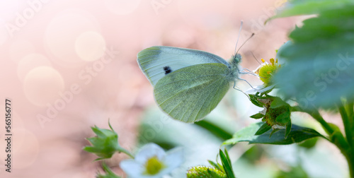 Butterfly flies over strawberry plant in grass in rays of sunlight.