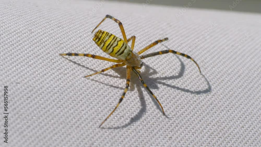 Spider on the spider web in 4K slow motion 60fps Spider on the spider web in 4K slow motion 60fps