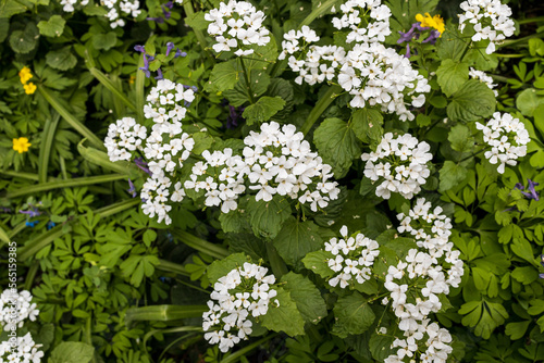Pachyphragma is a genus of flowering plants belonging to the family Brassicaceae. Its native range is Turkey to Caucasus. photo