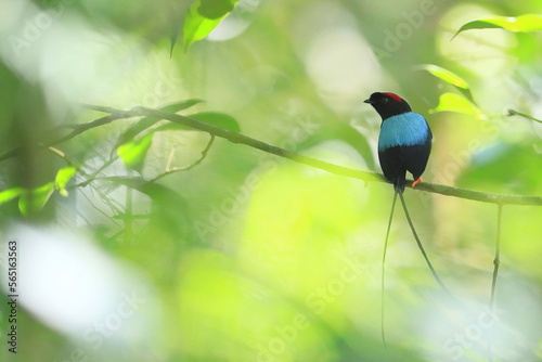Bild auf Leinwand Long -tailed manakin (Chiroxiphia linearis)
