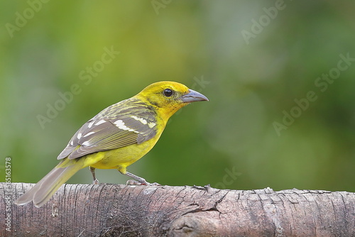 White-winged tanager (Piranga leucoptera), Costa Rica photo