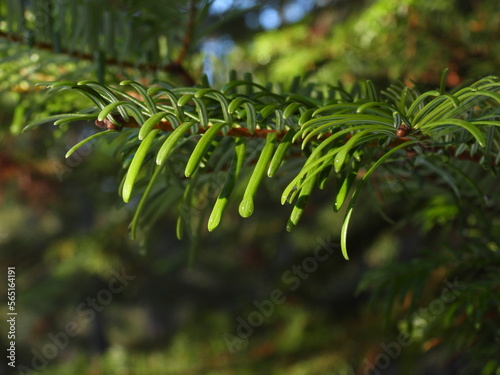 Lush Evergreen