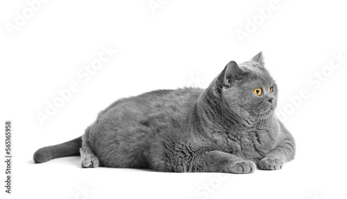 Fat British shorthair cat lies in front of white background