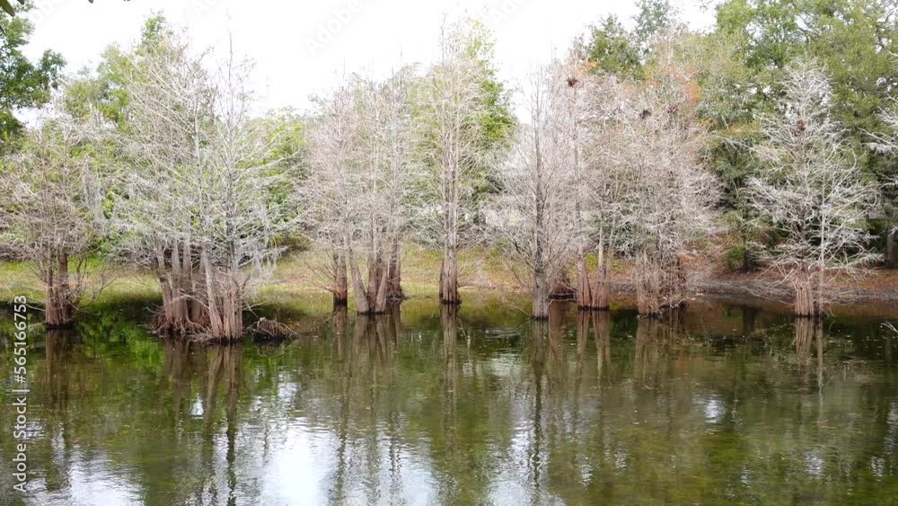 Bald Cypress tree grown in water in winter without Leaf Bald Cypress tree grown in water in winter without Leaf