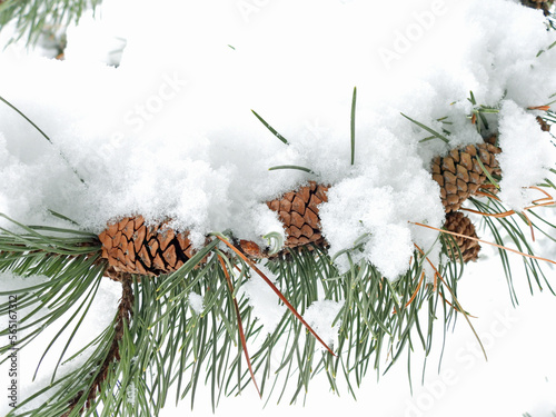Pinecone Grouping in Snow