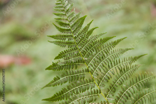 Photos Fern leaf spores of backside