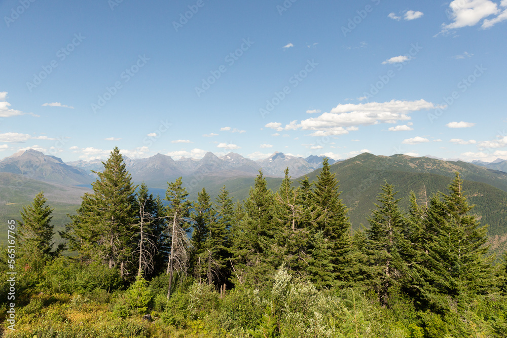 forest with mountains in background glacier national park