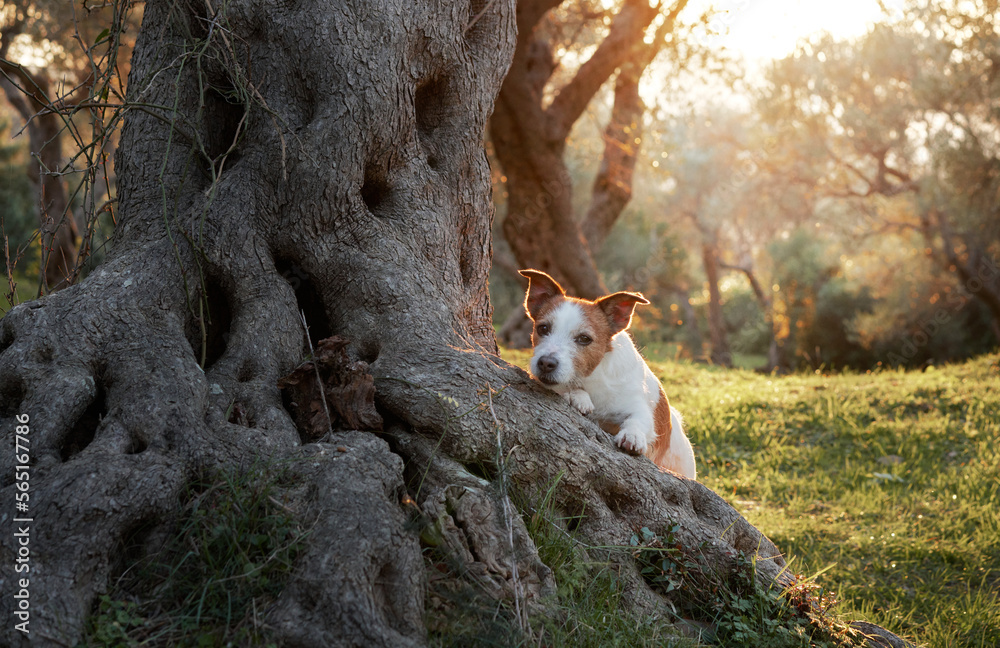 the dog near the olive tree. Jack Russell Terrier in an grove in nature. Pet in park 