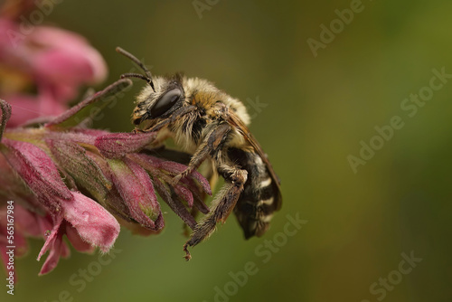 Closeup of a female of the specialist solitary Red bartsia bee, Melitta tricincta, on the pink flower of it's host plan Odontites vernus