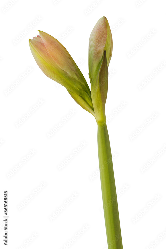Fototapeta premium Bud Hippeastrum (amaryllis) 'Pink Glory' on a white background isolated.