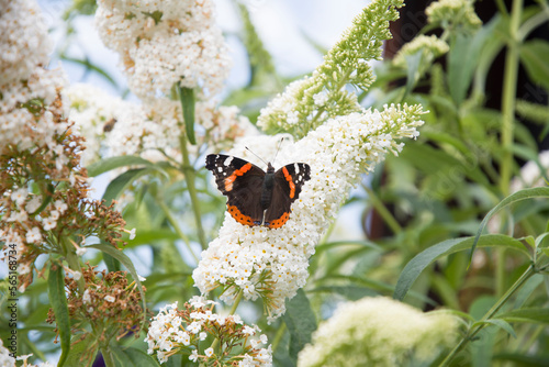 Admiral butterfly on the inflorescence of a white bush budley david, natural photo