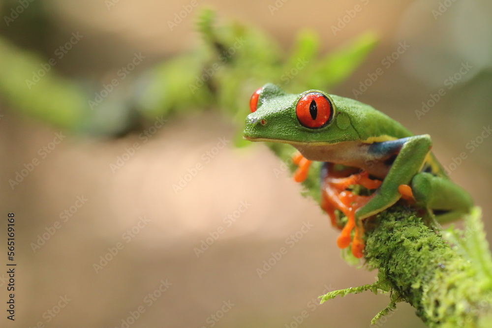 Red-eyed treefrog, Agalychnis saltator, Costa Rica Red-eyed treefrog, Agalychnis saltator, Costa Rica