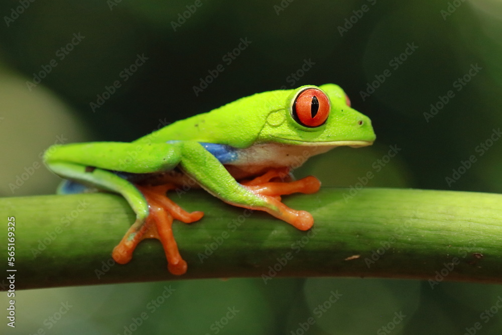 Red-eyed treefrog, Agalychnis saltator, Costa Rica Red-eyed treefrog, Agalychnis saltator, Costa Rica