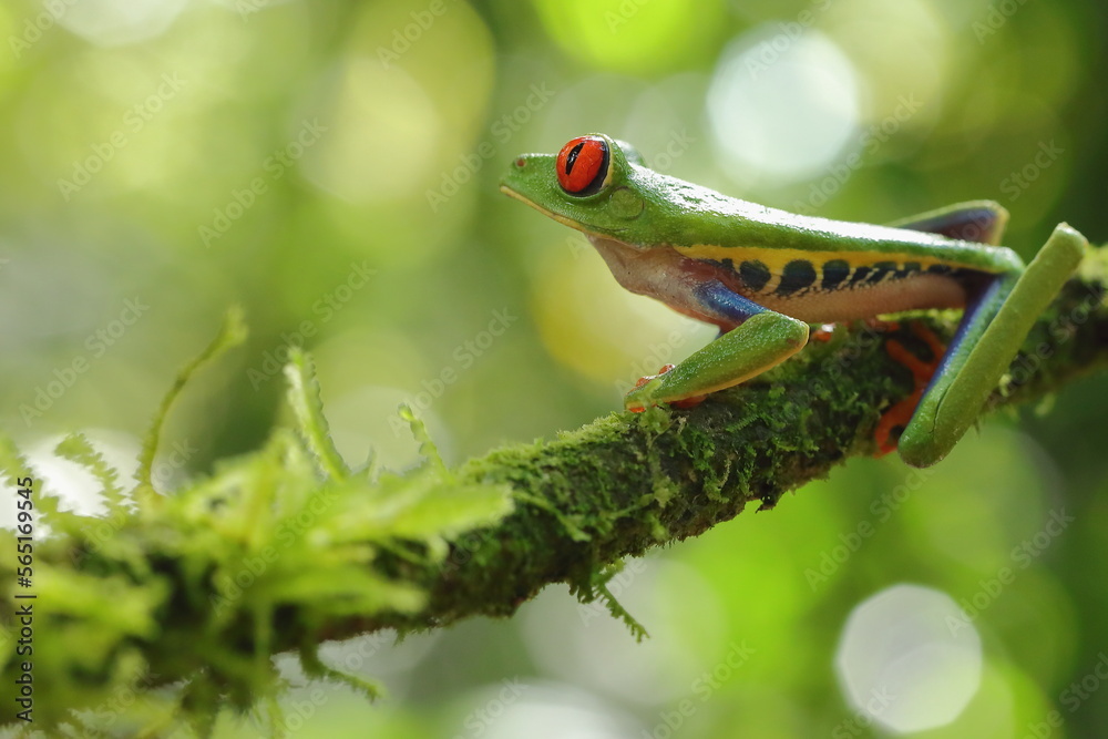 Red-eyed treefrog, Agalychnis saltator, Costa Rica Red-eyed treefrog, Agalychnis saltator, Costa Rica