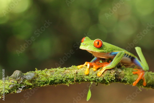 Red-eyed treefrog, Agalychnis saltator, Costa Rica © Kamil