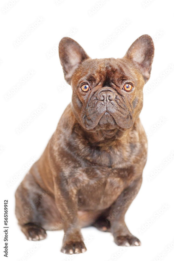 French bulldog is sitting. Dog french bulldog portrait isolate on white. Animal, pet.