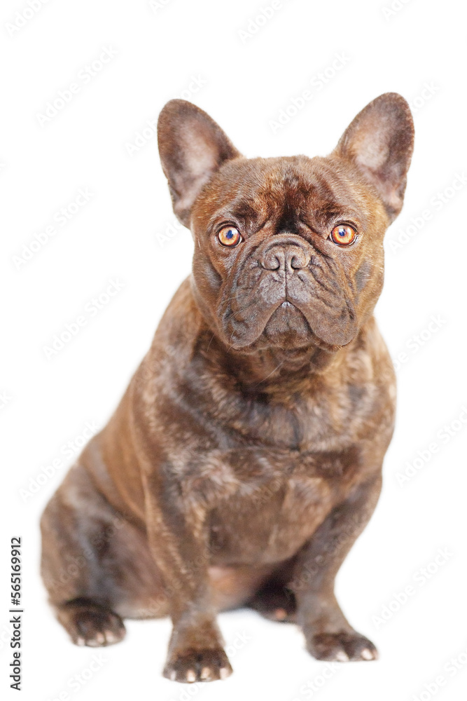 French bulldog is sitting. Dog french bulldog portrait isolate on white. Animal, pet. French bulldog is sitting. Dog french bulldog portrait isolate on white. Animal, pet.
