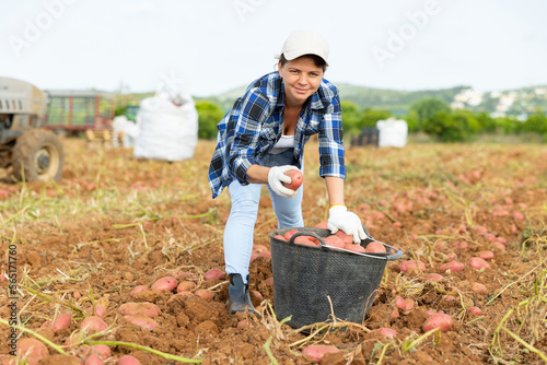 Positive caucasian woman gardener filling bucket with fresh potatoes, collecting crop on potato field. © JackF